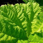 Gunnera tinctoria Blatt