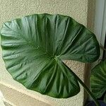 Alocasia macrorrhizosFolha