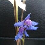 Delphinium carolinianumFlower