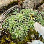 Saxifraga caesia Likasa