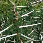Vachellia seyal Folha