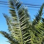 Phoenix canariensis Yaprak