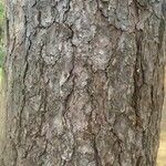 Pinus thunbergii Bark