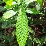 Petersianthus macrocarpus Leaf