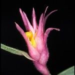 Elleanthus caravata Цвят