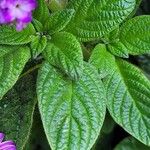 Heliotropium arborescens List