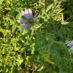 Symphyotrichum puniceum Flors