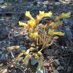 Orobanche fasciculata Hábito