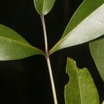 Tabebuia palustris Frunză