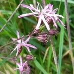 Lychnis flos-cuculi Blüte