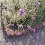 Verbena bonariensisFlower