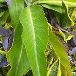 Kalanchoe gastonis-bonnieri Ліст