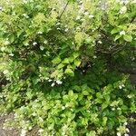 Hydrangea paniculata Hábito