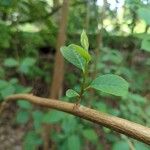 Pterostyrax hispidus Folla