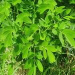 Senna bicapsularis Blatt