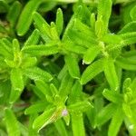 Glandora prostrata 葉