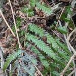 Dryopteris cristata Yaprak