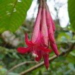 Fuchsia boliviana Blomst