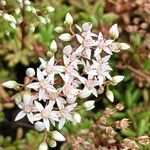 Sedum album Floare