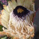 Protea cynaroides Muu