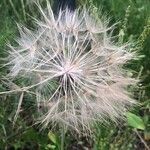 Tragopogon porrifolius Ffrwyth