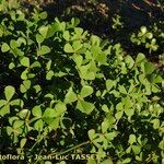 Marsilea strigosa عادت داشتن