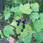 Viburnum acerifolium Frucht