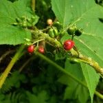 Oplopanax horridus Fruit