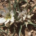 Colchicum gramineum Habit