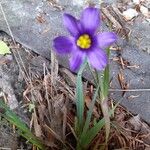 Sisyrinchium montanum Flor