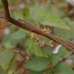 Gossypium hirsutum Corteza