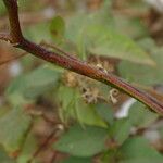 Gossypium hirsutum چھال