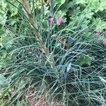 Asphodeline lutea Leaf