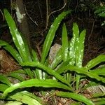 Microsorum punctatum Habitus