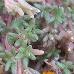 Portulaca grandiflora برگ