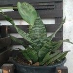 Dracaena hyacinthoides Leht