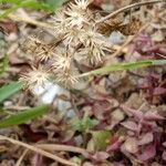 Cyanthillium cinereum Flower