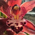 Cymbidium devonianum Цветок