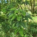 Ceiba speciosaYaprak