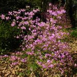 Rhododendron wadanum 整株植物