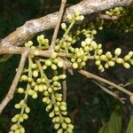 Guarea gentryi Fruit