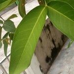 Syzygium aqueum ഇല