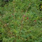 Sanguisorba diandra Natur