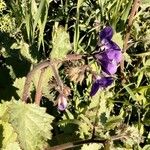 Phacelia parryi Floare