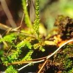 Selaginella helvetica മറ്റ്