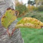 Prunus sargentii Leaf