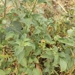 Solanum americanum Meyve
