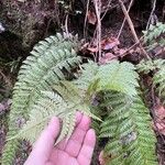 Polystichum aculeatum Blad