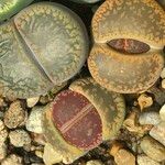 Lithops spp. 整株植物