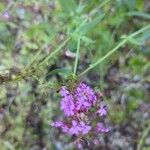 Valeriana lecoqii Blüte